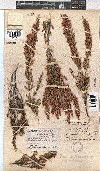 Erica cristiflora image