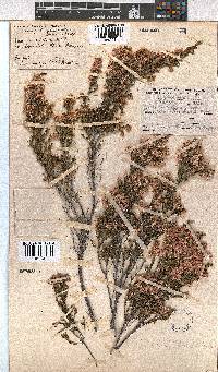 Erica cristiflora image