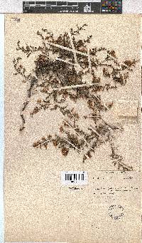 Erica cristiflora image