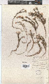 Erica cristiflora image