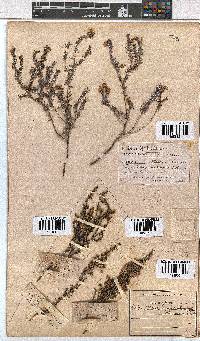 Erica cristiflora image