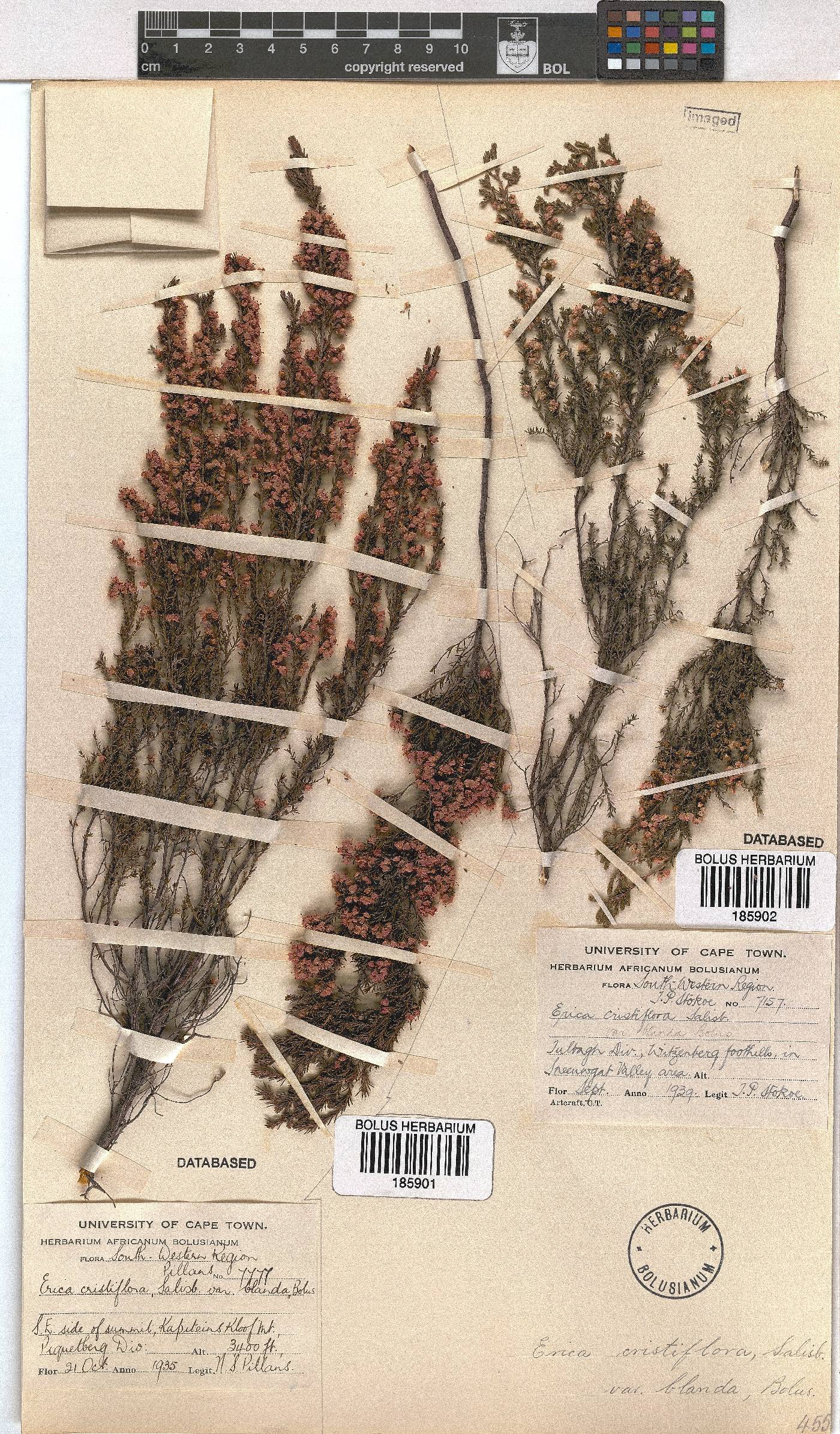 Erica cristiflora var. blanda image