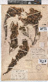 Erica cristiflora image