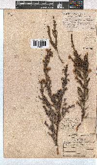 Erica cristiflora image