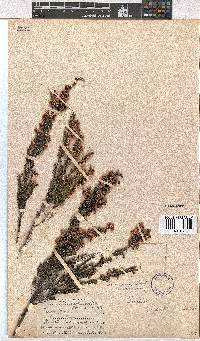 Erica cristiflora image