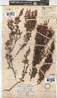 Erica cristiflora image