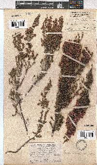 Erica cristiflora image