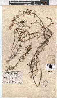 Erica cristiflora image