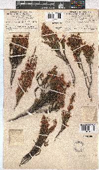 Erica cristiflora image