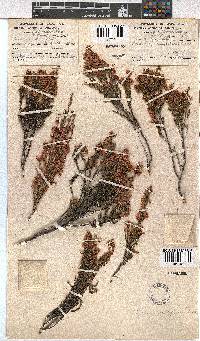 Erica cristiflora image