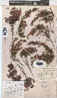 Erica cristiflora image