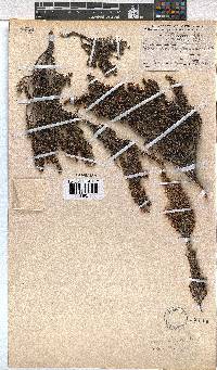 Erica cristiflora image