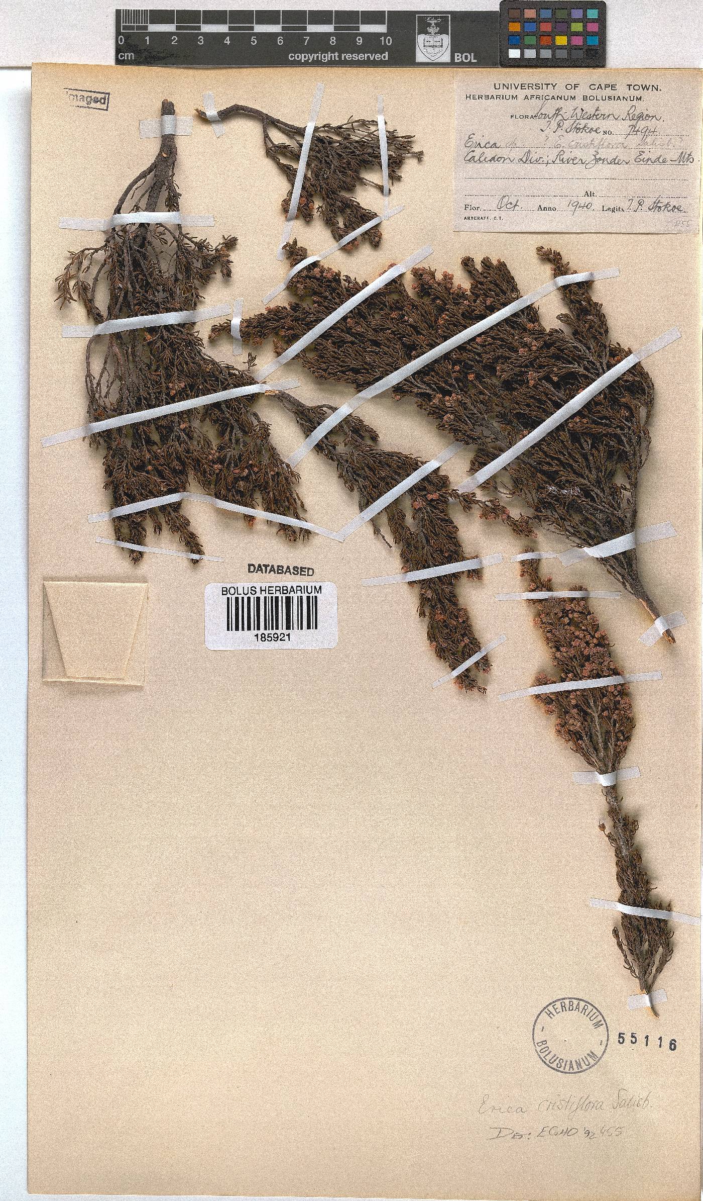 Erica cristiflora image