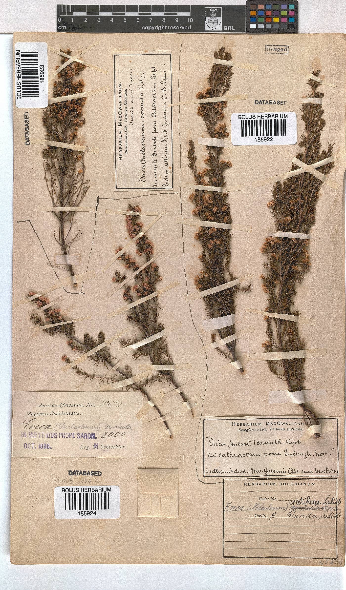 Erica cristiflora var. blanda image