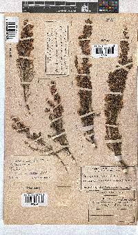 Erica cristiflora image