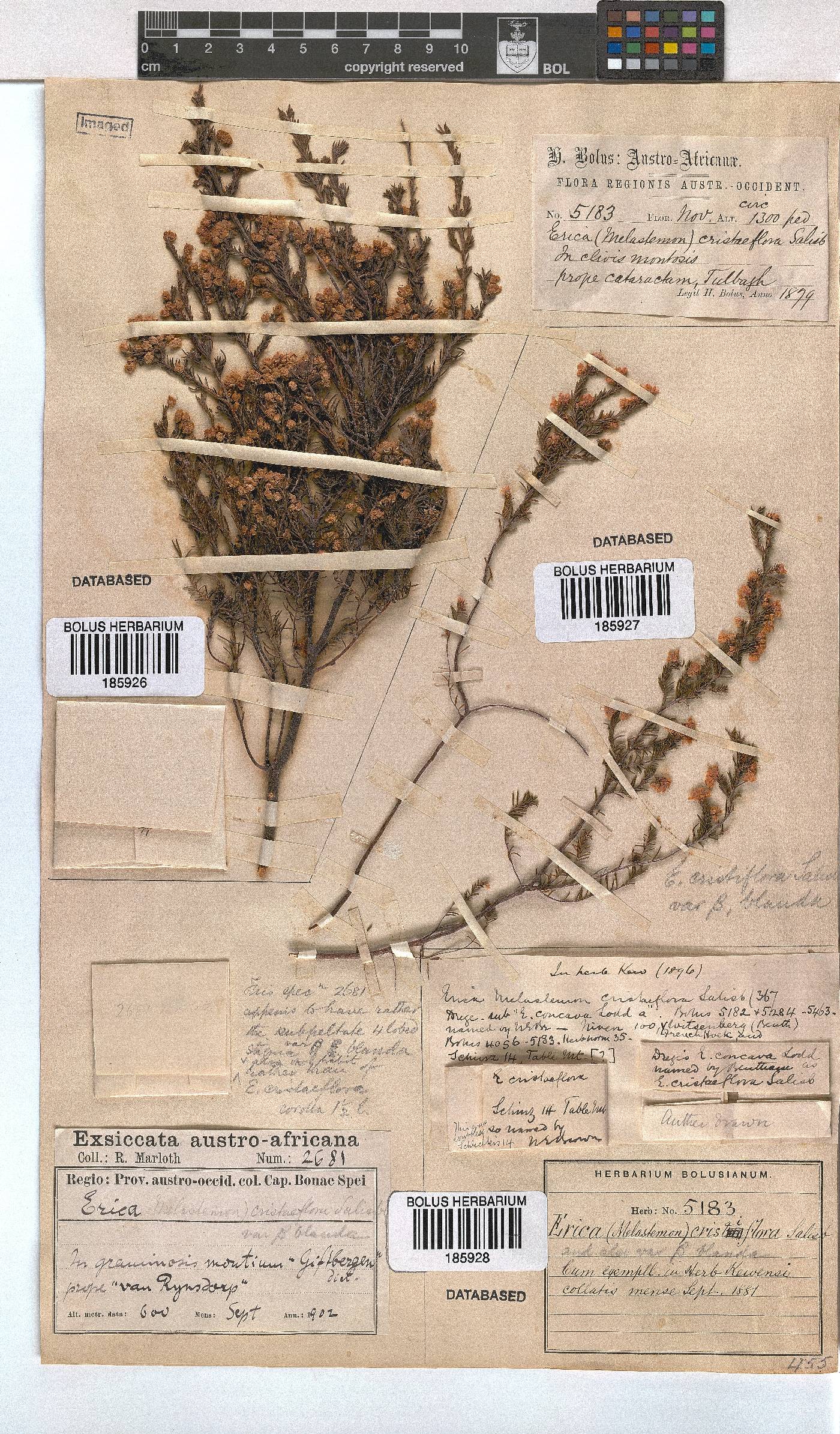 Erica cristiflora var. blanda image