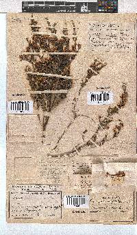 Erica cristiflora image