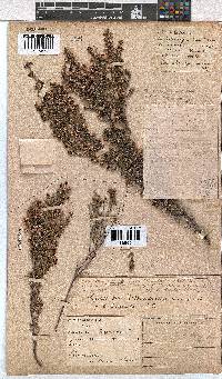 Erica cristiflora image