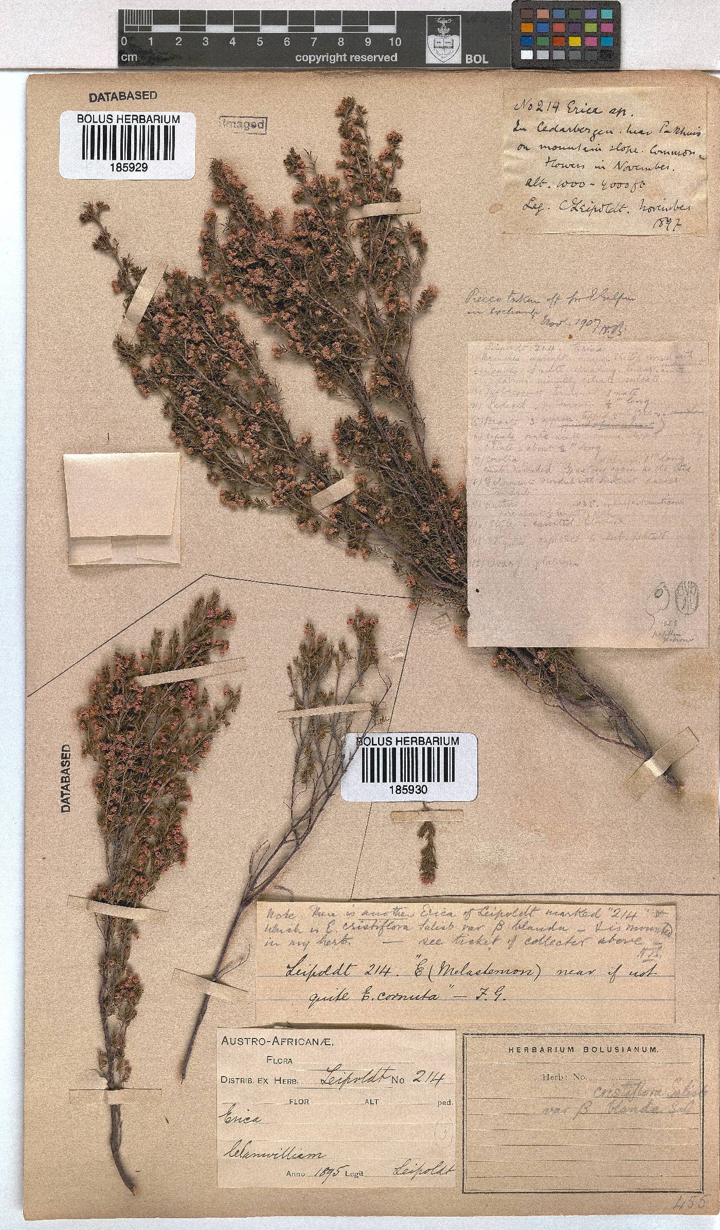 Erica cristiflora var. blanda image