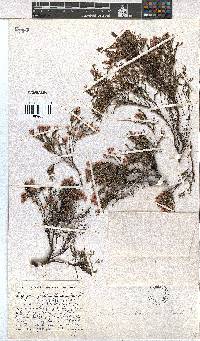 Erica cristiflora image