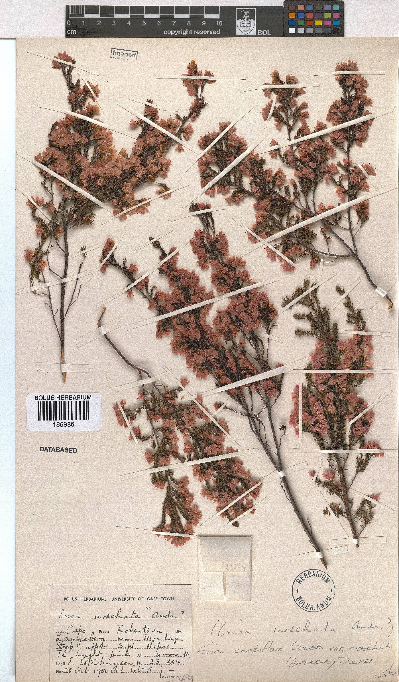 Erica cristiflora var. moschata image