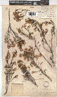 Erica cristiflora image