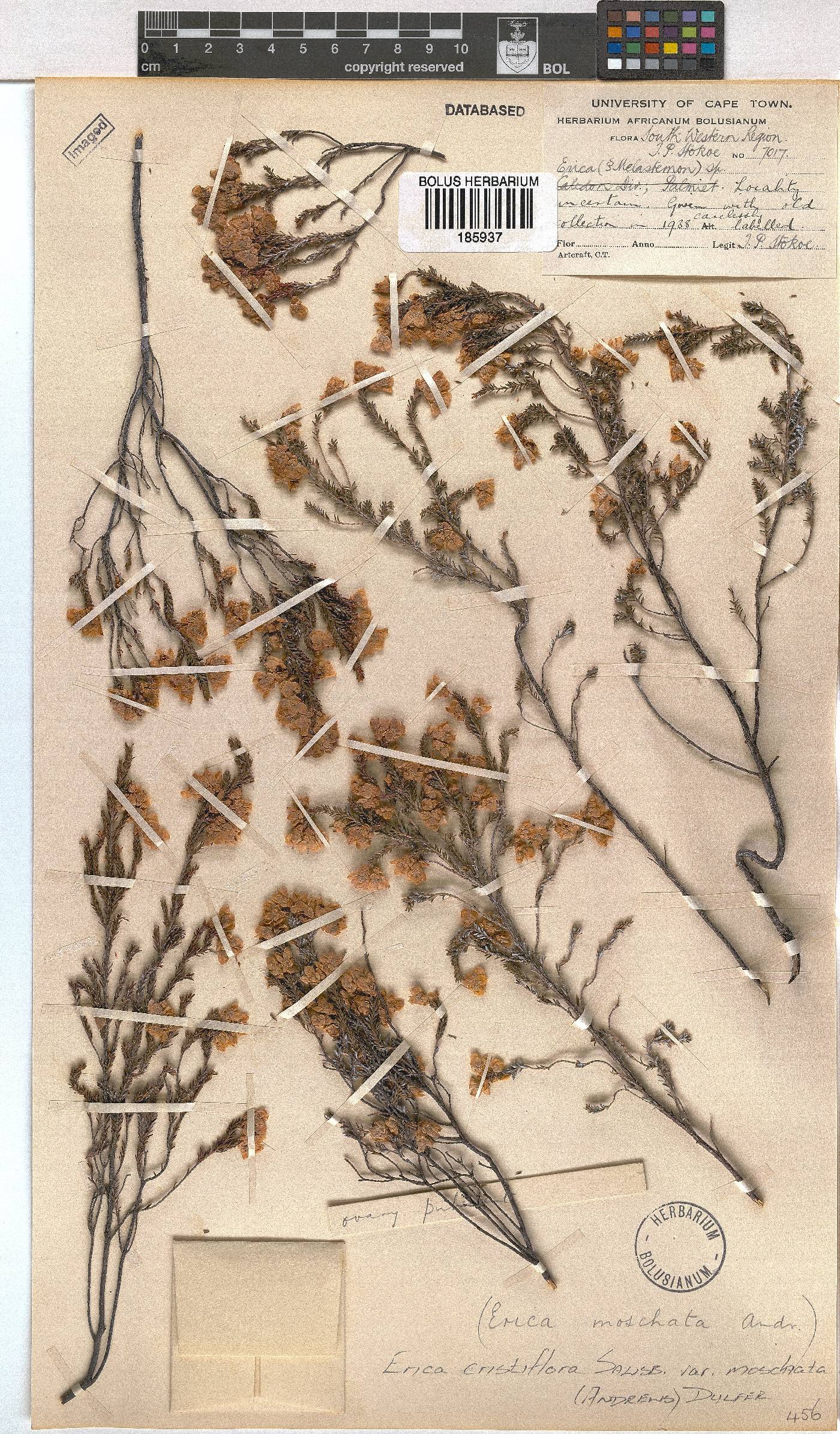 Erica cristiflora var. moschata image