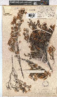 Erica cristiflora image