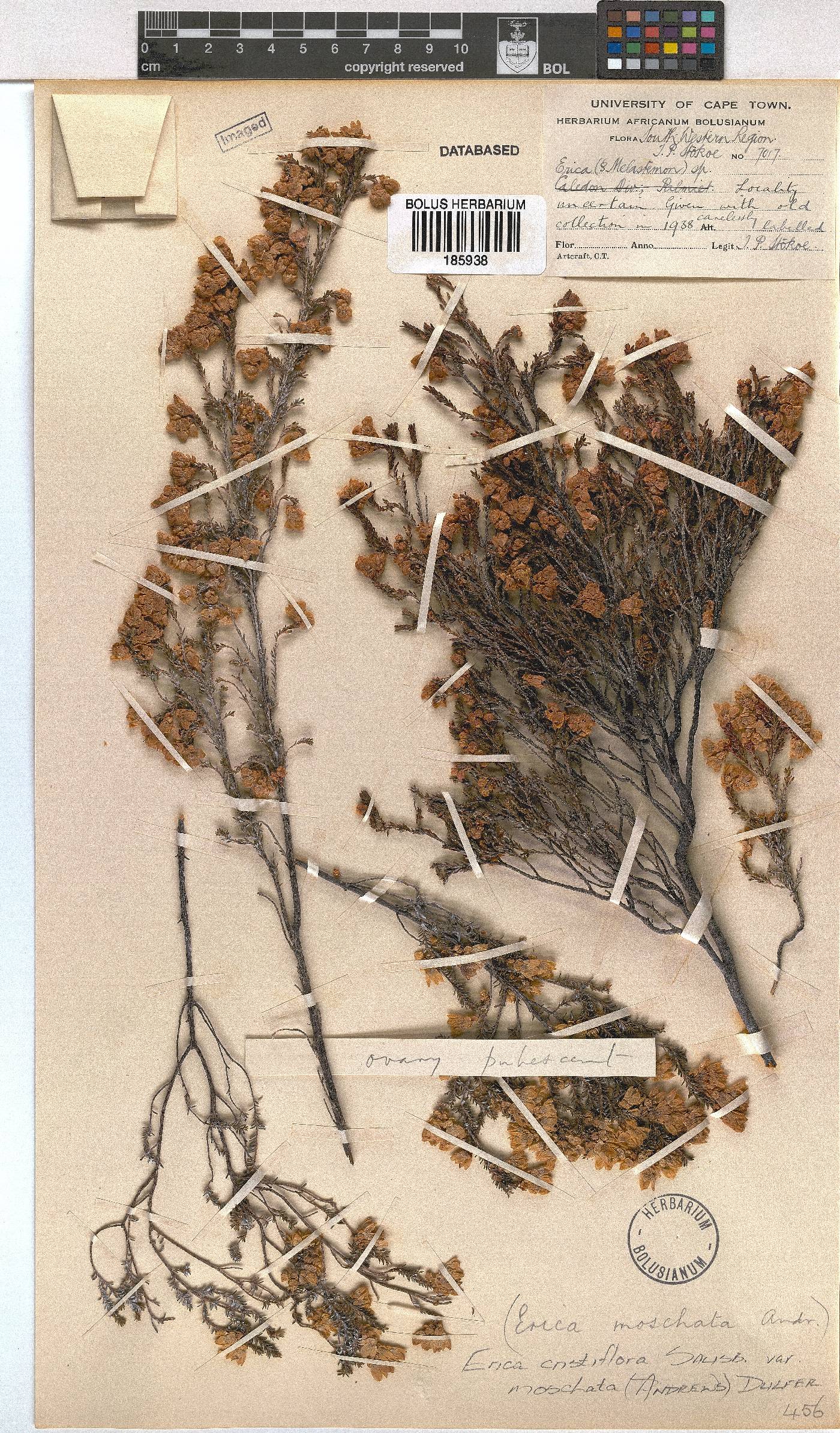 Erica cristiflora var. moschata image