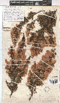 Erica cristiflora image