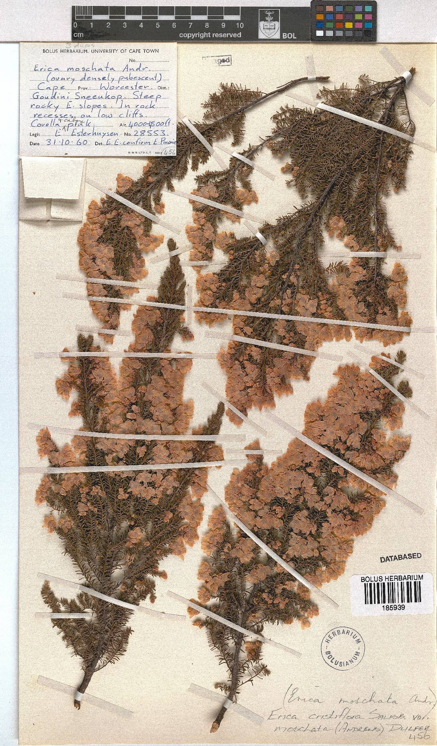 Erica cristiflora image