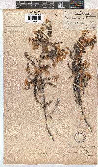 Erica cristiflora image