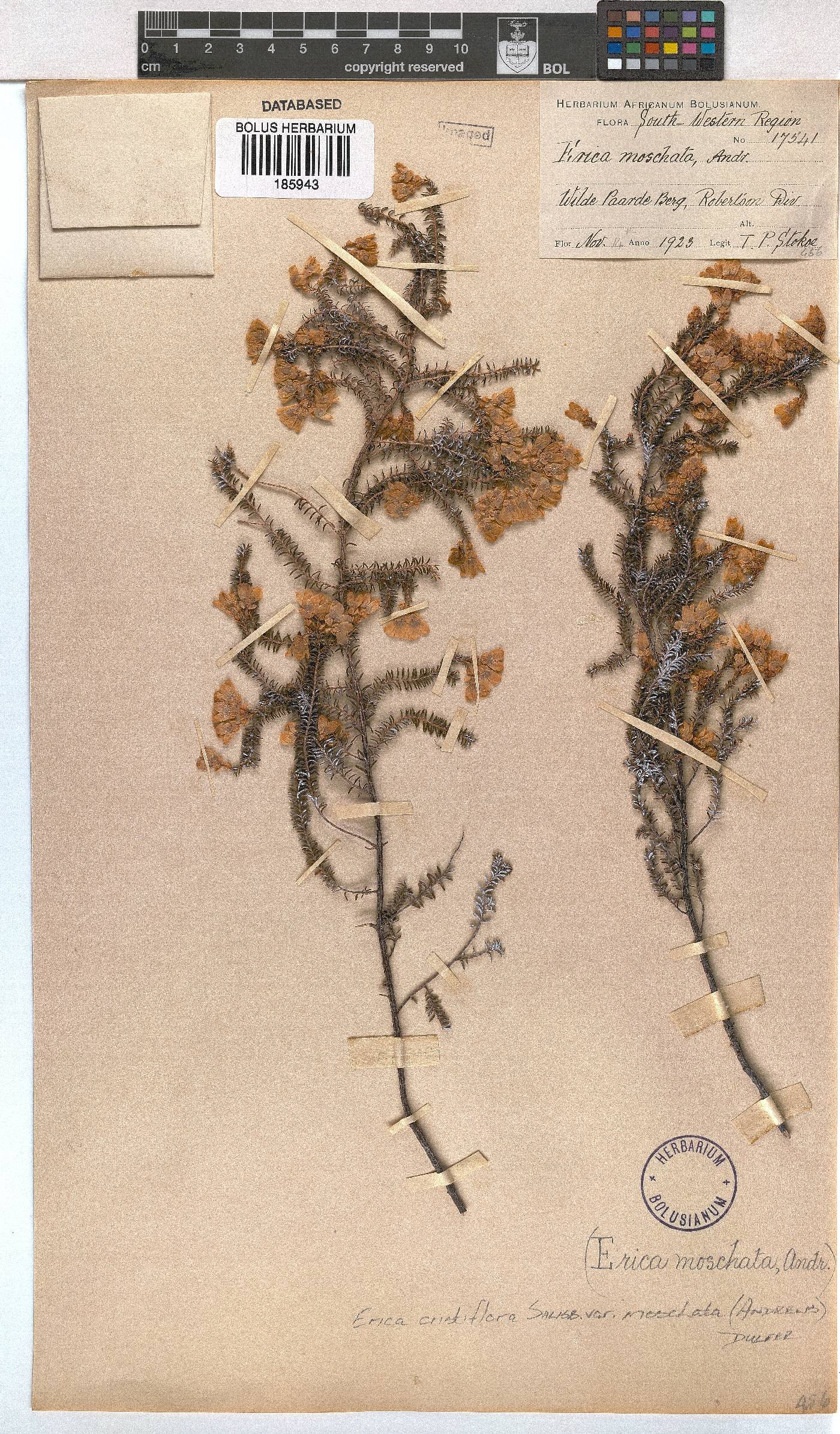 Erica cristiflora image