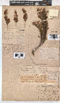 Erica lavandulifolia image