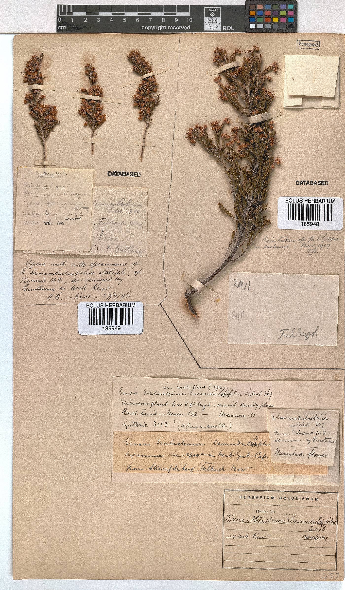 Erica lavandulifolia image