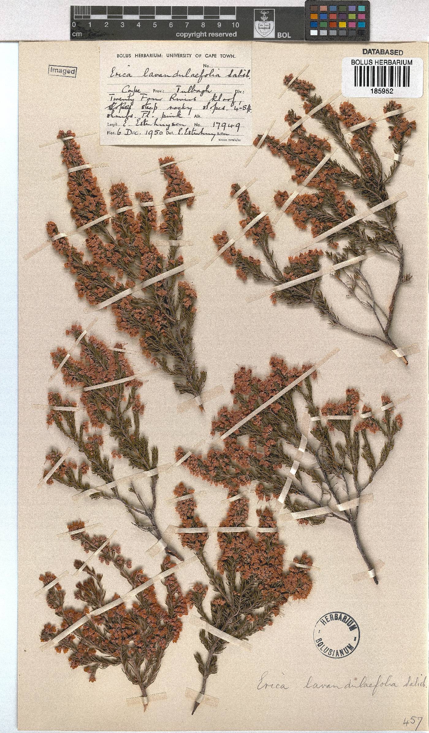 Erica lavandulifolia image