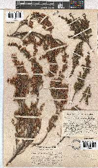 Erica lavandulifolia image