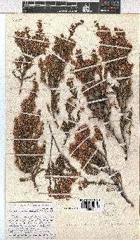 Erica lavandulifolia image