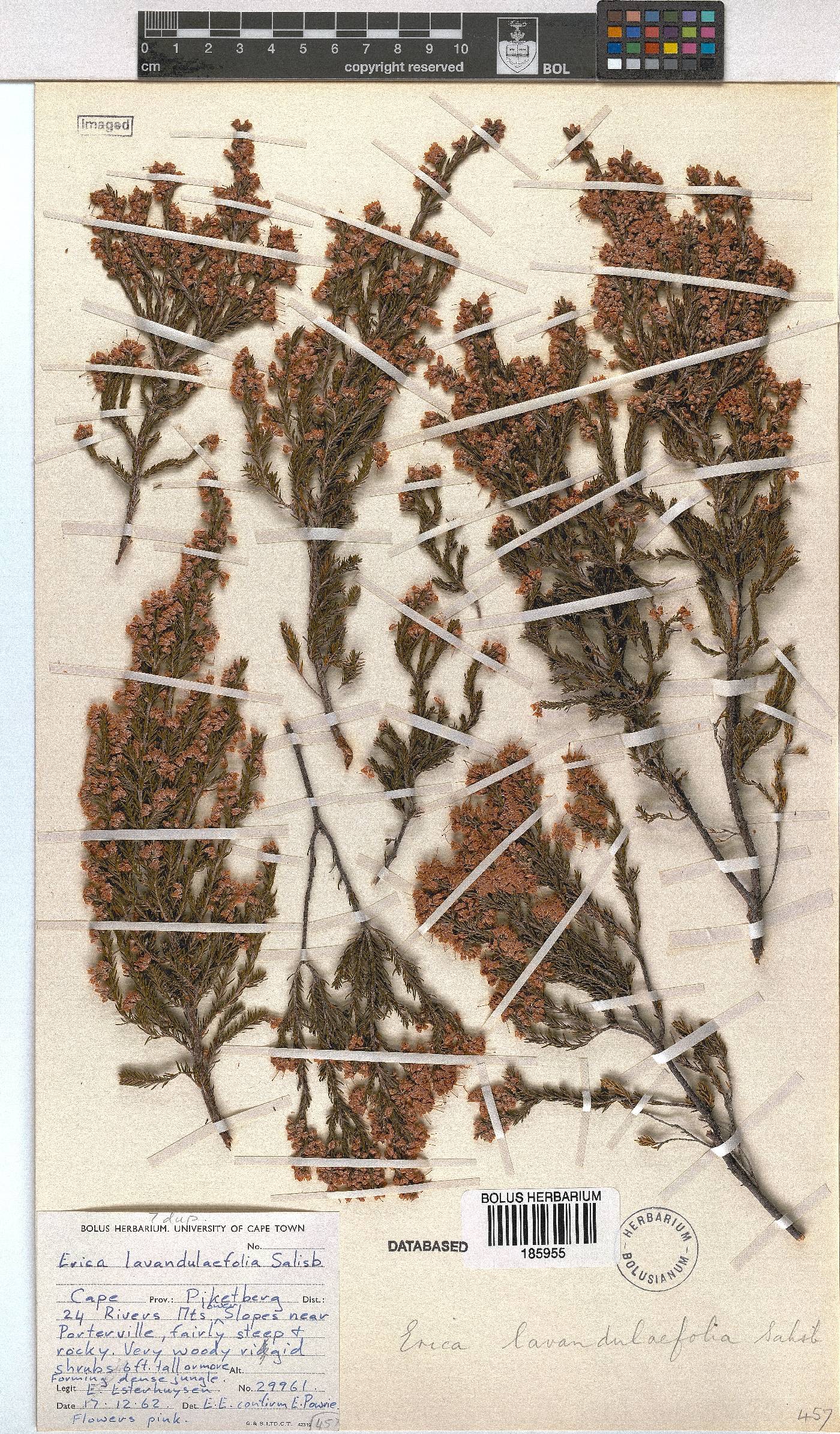 Erica lavandulifolia image