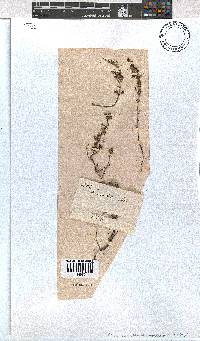 Erica cristiflora image