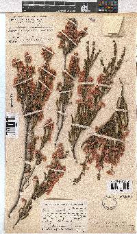 Erica cristiflora image