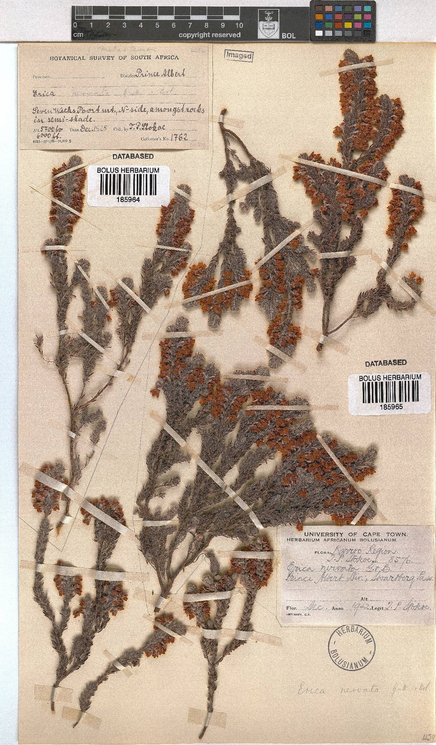 Erica nervata image