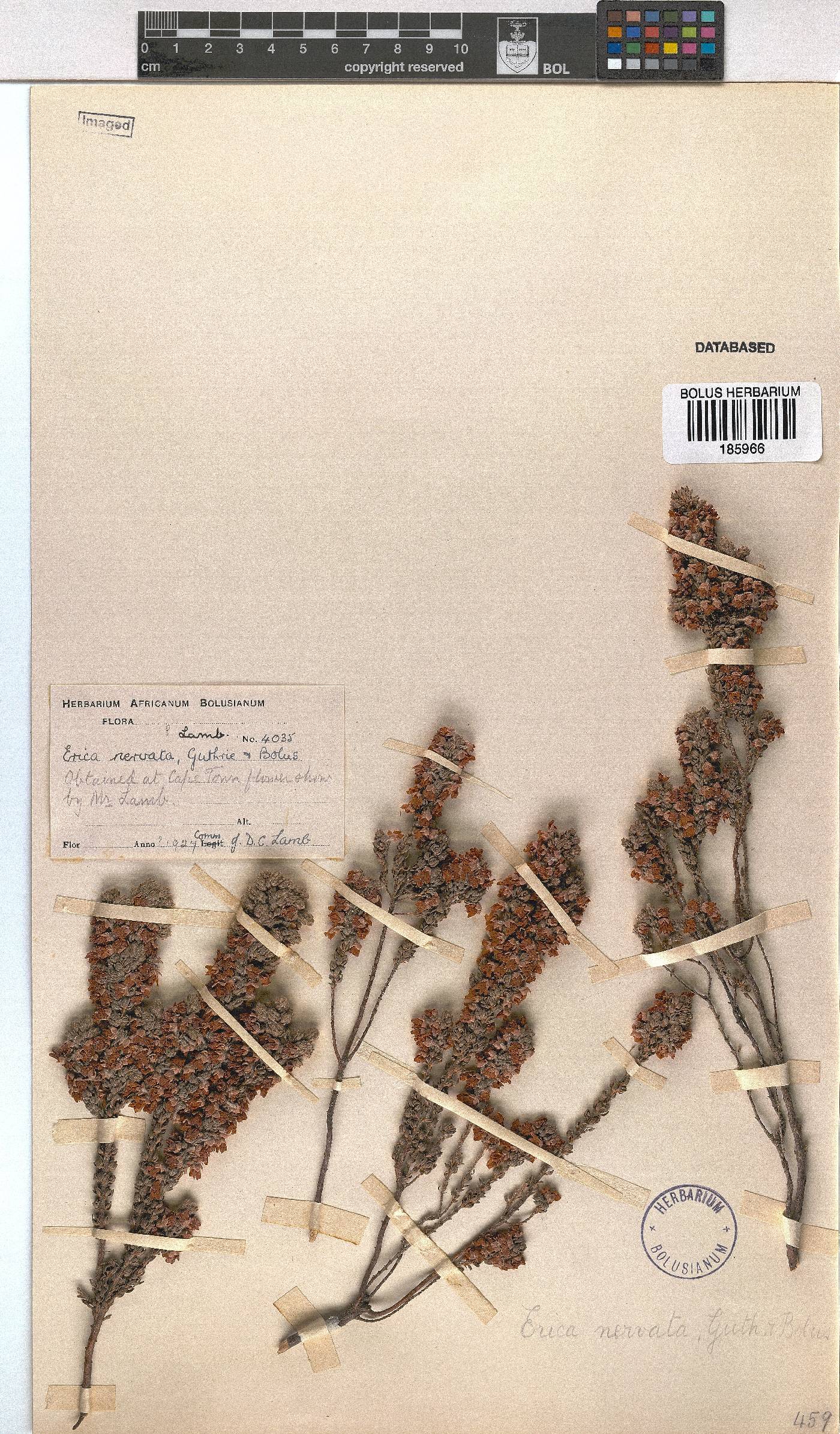 Erica nervata image