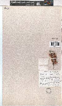 Erica trachysantha image