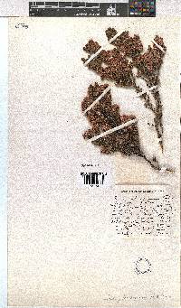 Erica pilaarkopensis image