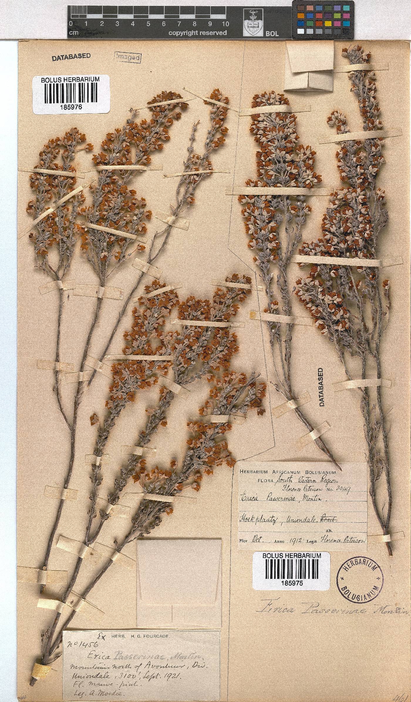 Erica passerinae image