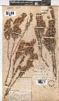 Erica passerinae image