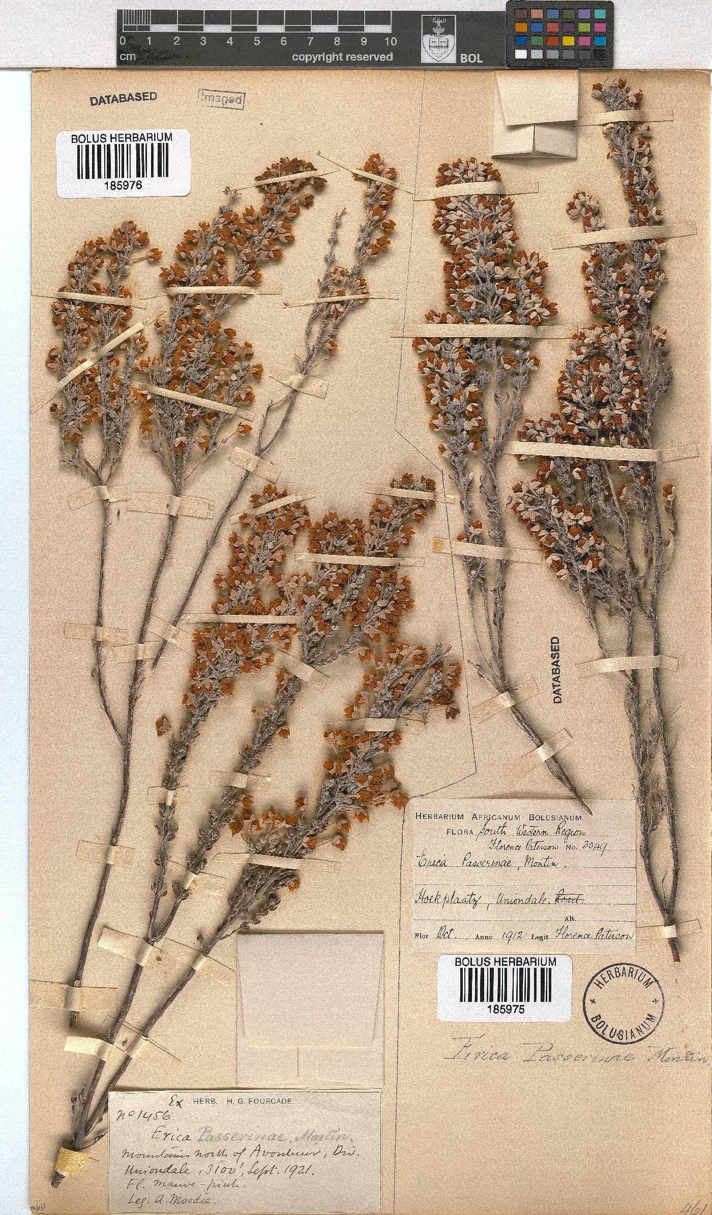 Erica passerinae image