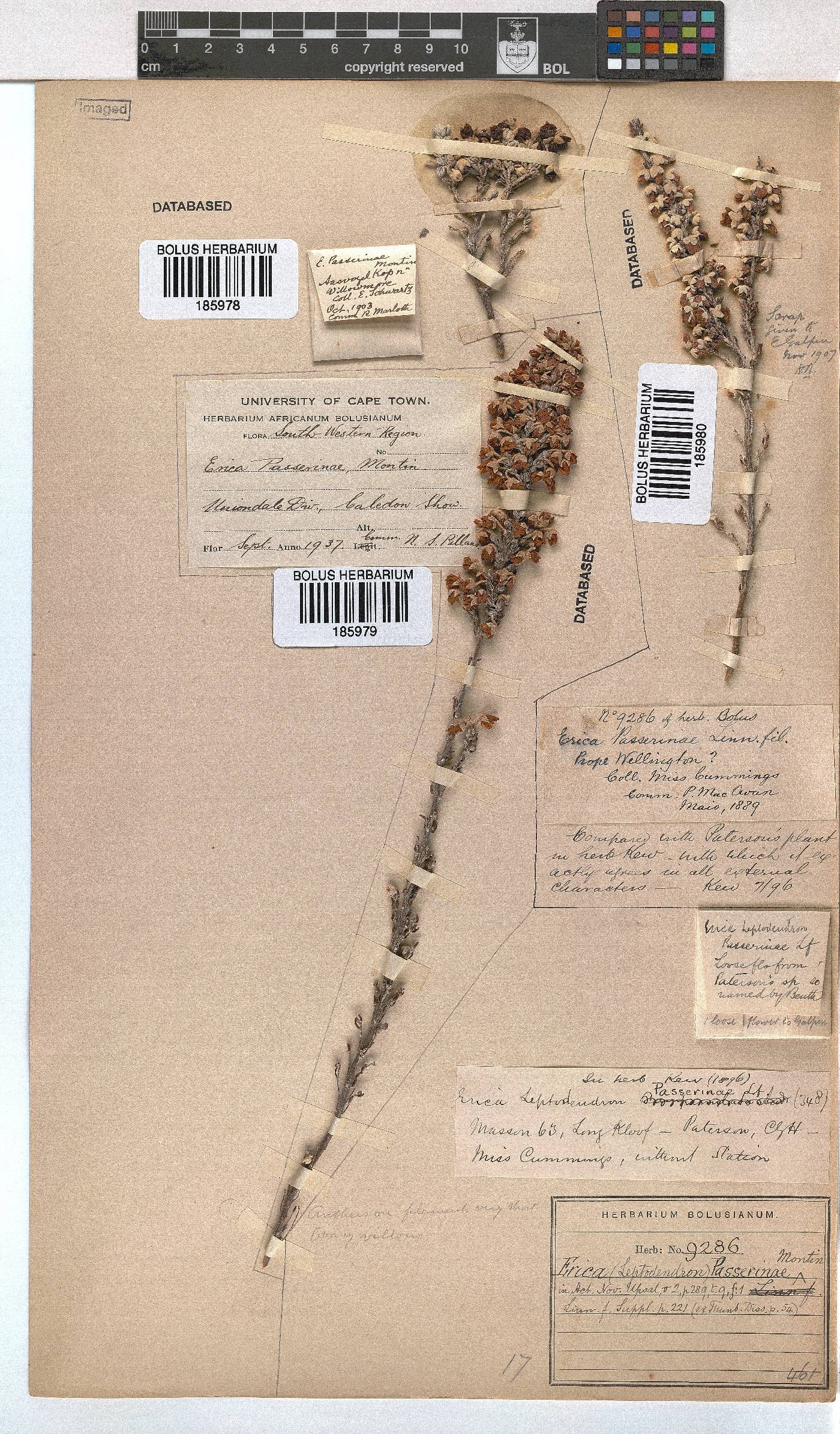 Erica passerinae image