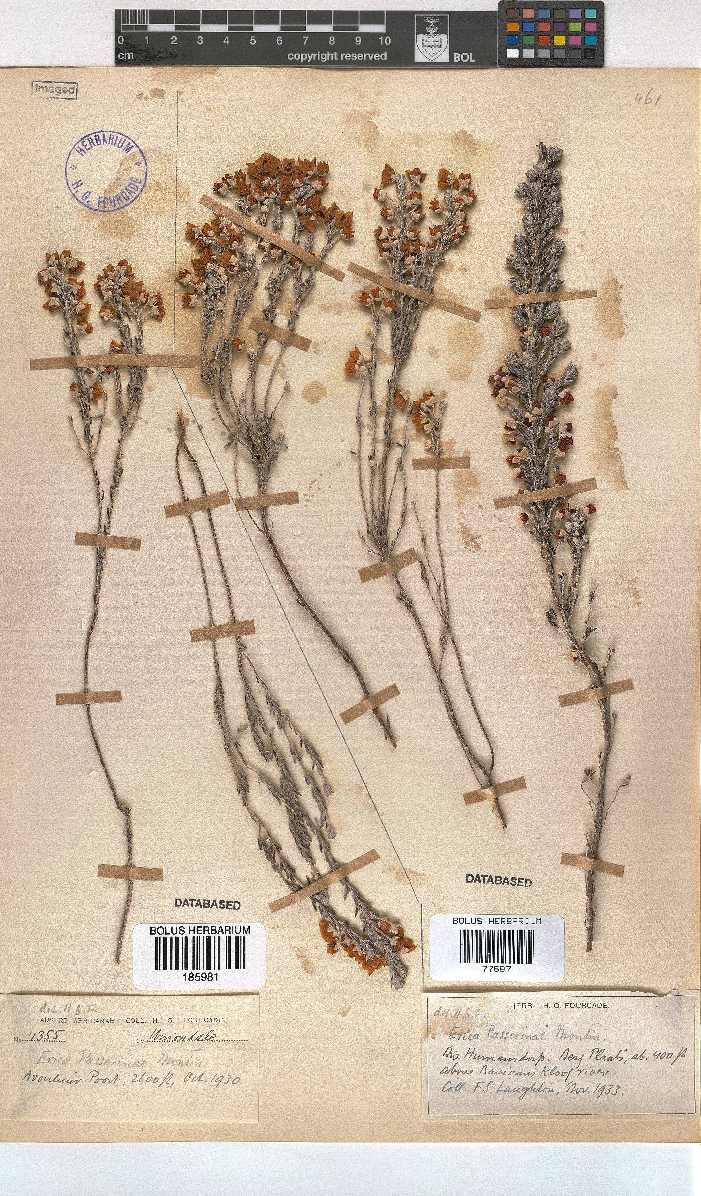 Erica passerinae image